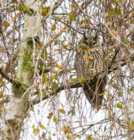 Ransuil in Berkenboom