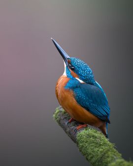 Ijsvogel op de uitkijk