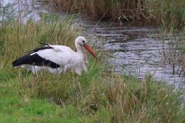 Ooievaar, zich rustig aan het voorbereiden op de trek naar het zuiden