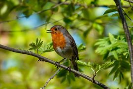 Roodborstje geniet van het mooie lente weer.