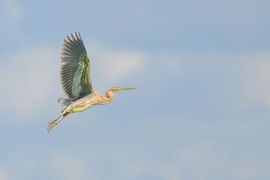 Purperreiger 