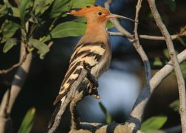 Hoopoe in Spring 