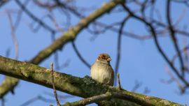 Huismus in herfstzon