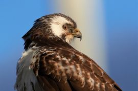 Turbinebuizerd