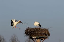 Aanvoer van nestmateriaal