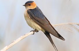 Red Rumped Swallow standing on common reed 