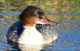 een bek vol (zaag)tanden