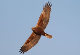 Marsh Harrier over the runway fields