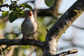 Niemand komt boven mij uit!
