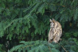 A garden watcher