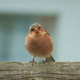 Nieuwsgierig Vink mannetje in mijn tuintje…