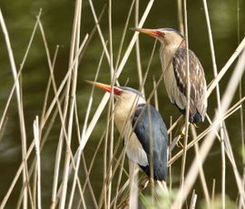 Samen in het riet