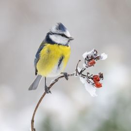 Winter in Nederland.