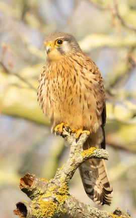 Torenvalk op de uitkijk