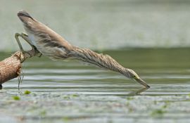 behendige jonge ralreiger