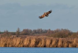 Zeearend op zoek naar prooi