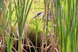 Vissende reiger