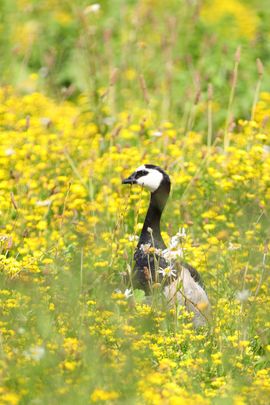 Canadese Gans tussen St. Janskruid