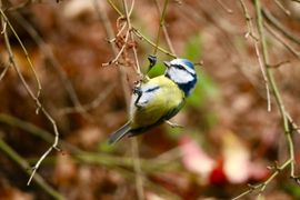 Pimpelmees in balans