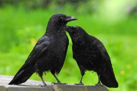 Zwarte kraaien-liefde