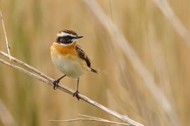 Paapje in het riet