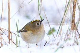 Goudhaantje in de sneeuw