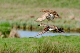 Krakeenden in vlucht