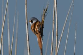 Bovenin het riet