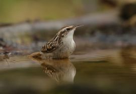 Boomkruiper gaat badderen 