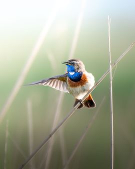 Balancerende blauwborst