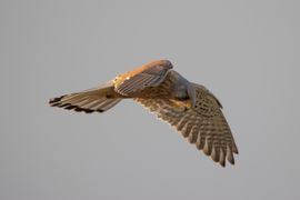 biddend op zoek naar een lekkernij