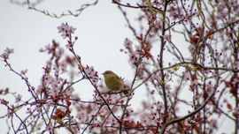 Ja hoor het voorjaar is in aantocht 
