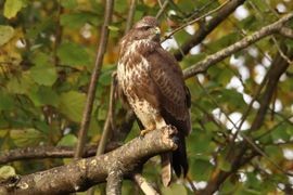 Buizerd