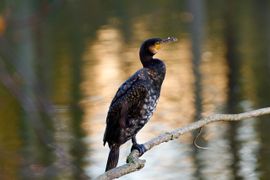 De ‘king’ in het bos van de koning