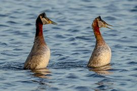 Baltsende Roodhalsfuten