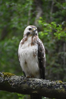 Buizerd voor de lens