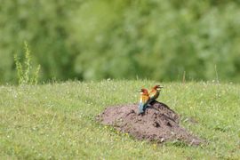Natuur in eigen land.