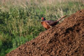 Fazanthaan overziet zijn territorium.