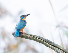 Even een visje scoren