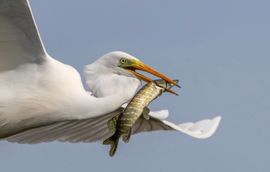 Zilverreiger met Snoek