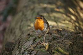 Simpele Roodborst