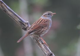 Dunnock in Autumn