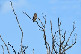 Buizerd in dode boom