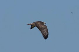 Jonge buizerd