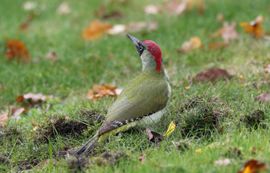 Groene Specht in de tuin