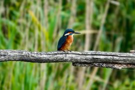 De ijsvogel kwam ook even kijken