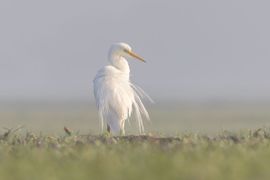 Grote Zilverreiger zit te shinen in het eerste zonlicht