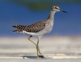 Wood Sandpiper in spring