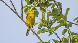 Do you speak english?