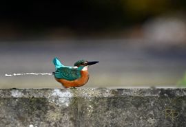 IJsvogel met straalaandrijving!